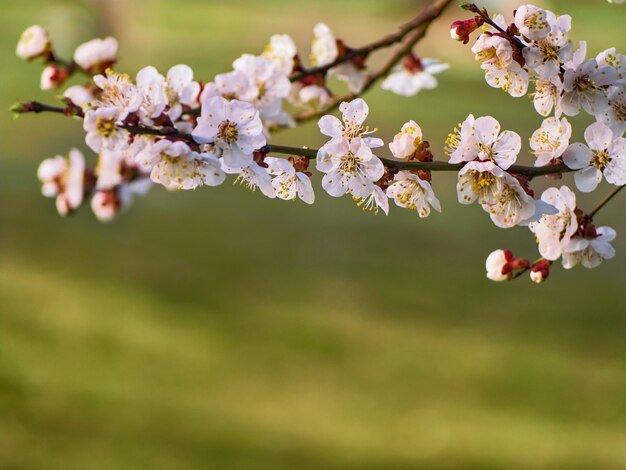 Apricot flowers on the natural background.