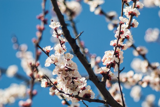 Apricot flowers with white and red petals Apricot flowers like sakura on blurred background Photo of new life Photo for Earth Day in 22 April