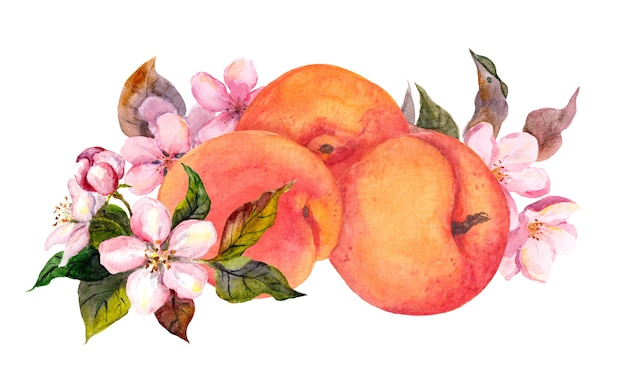 Photo apricot fruit and blossom flowers. water color