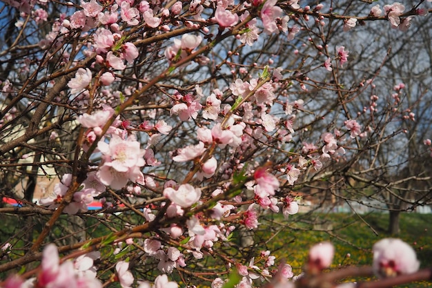 Apricot- of perziktak met bloemen in de lente Roze paarse lentebloemen Prunus armeniaca bloemen met vijf witte tot roze bloemblaadjes Ze worden afzonderlijk of in paren geproduceerd in het vroege voorjaar