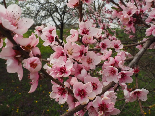 Apricot or peach branch with flowers in spring bloom A buzzing bee is enjoying the lovely pink scenery Pink purple spring flowers