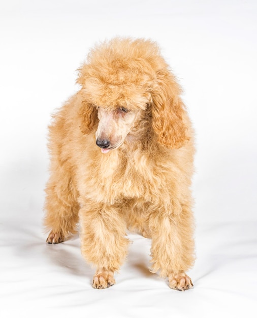 Apricot poodle puppy portrait on a white background