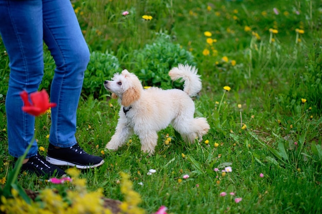 アプリコットプードルの子犬は、女性の足元の草の上に立っています