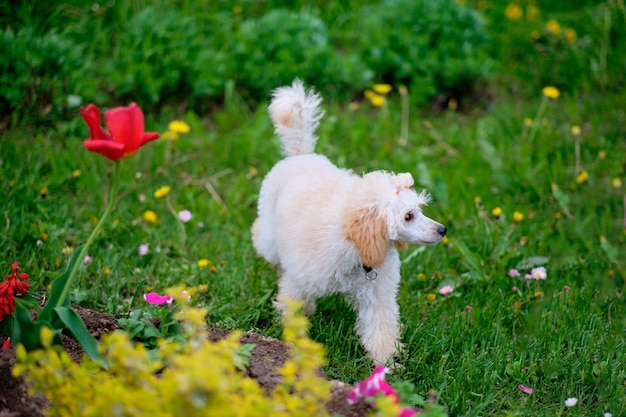 Apricot poodle puppy stands on the grass in the garden
