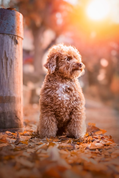 Apricot toy poodle portrait in autumn with leaves in the park