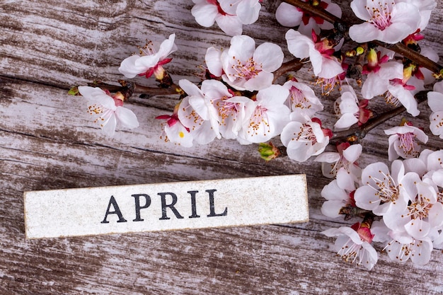 Apricot tree blossom and april write on the wooden background