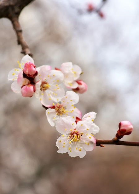 青い空にアプリコットの木の花の花。春の開花アプリコット