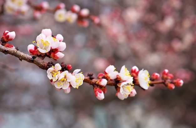 青い空にアプリコットの木の花の花。春の開花アプリコット