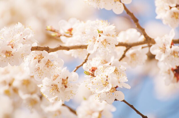 Apricot tree blossoms