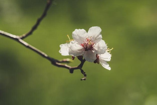 Apricot tree blossoms