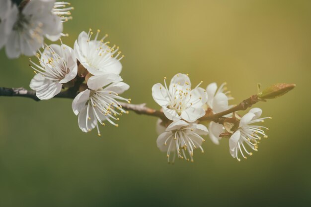 アプリコットの木の花