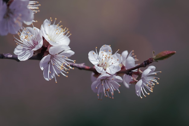 Apricot tree blossoms