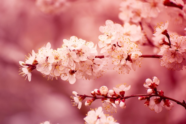 Apricot tree blossoms