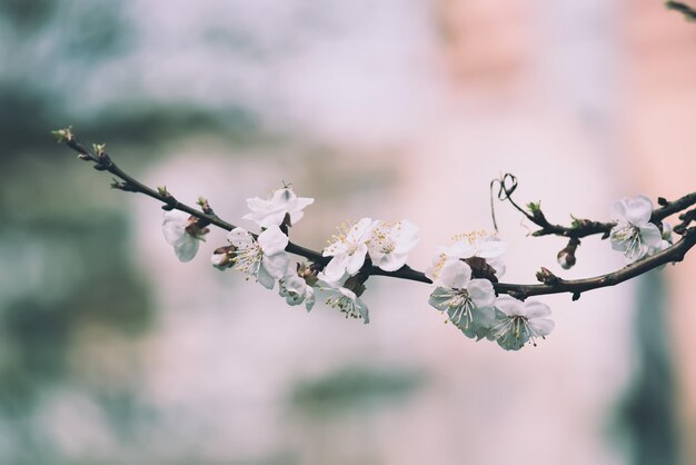 Apricot tree blossoms