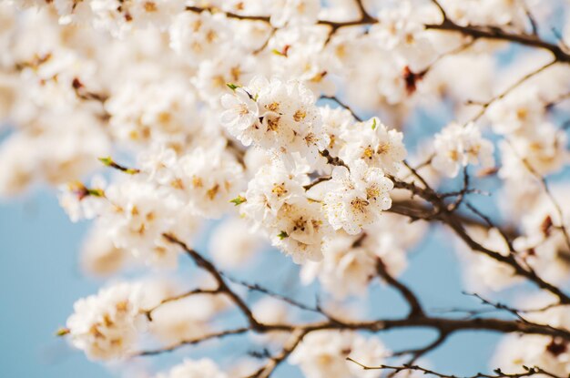 Apricot tree blossoms