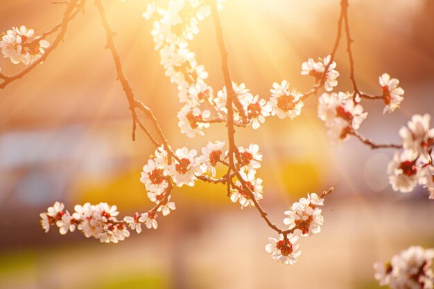 アプリコットの木の花