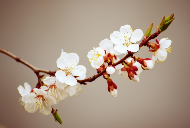 Apricot tree blossoms