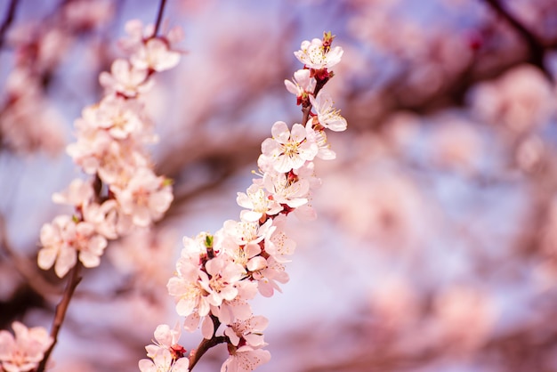 Apricot tree blossoms