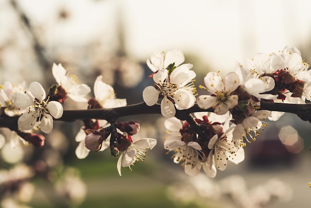 Apricot tree blossoms