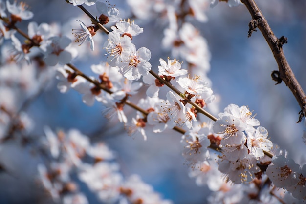 Apricot tree blossoms