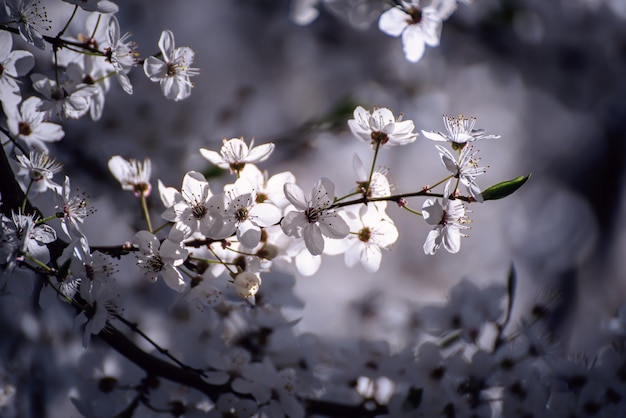 Apricot tree blossoms