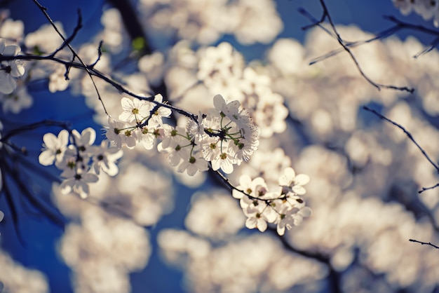 Apricot tree blossoms