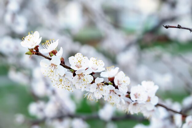 アプリコットの木の花