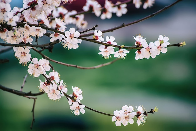 Apricot tree blossoms