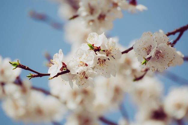 Apricot tree blossoms