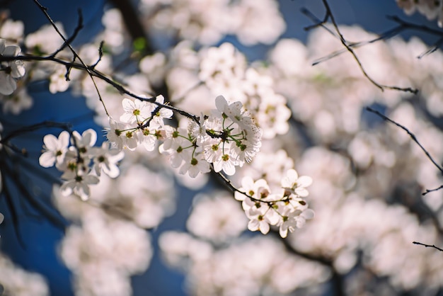 アプリコットの木の花