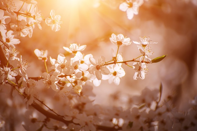 Apricot tree blossoms