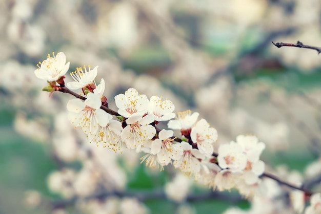 Apricot tree blossoms