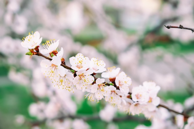 アプリコットの木の花