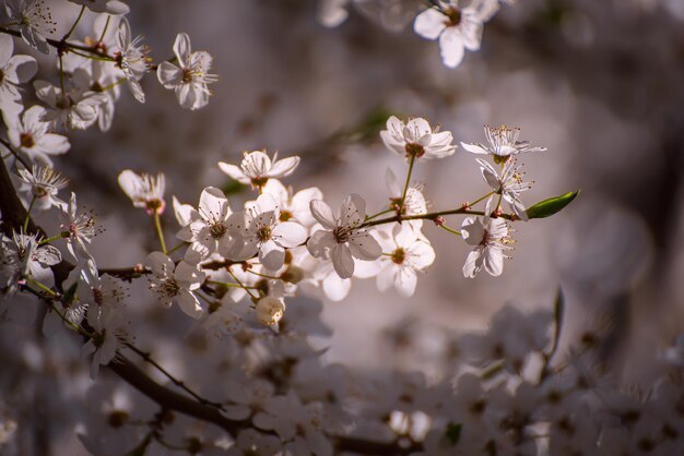 Apricot tree blossoms