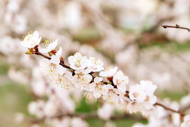 Apricot tree blossoms