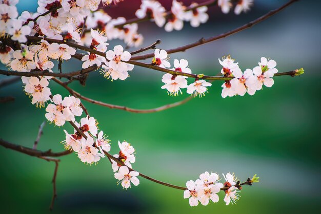 Apricot tree blossoms