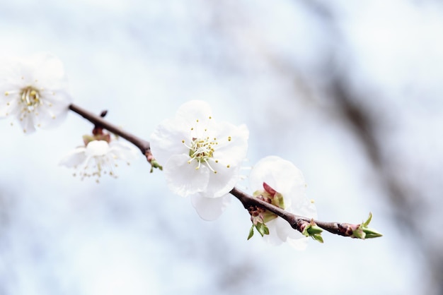 アプリコットの木の花