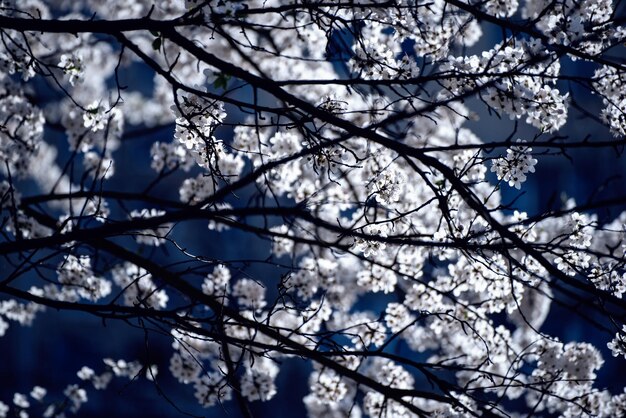 Apricot tree blossoms