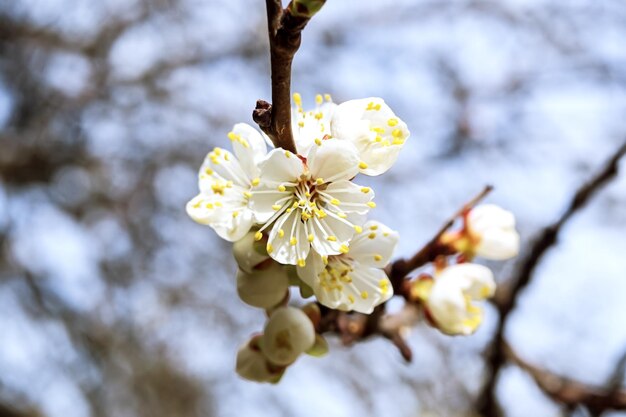 apricot tree branch with beautiful white flowers and buds against a blue sky