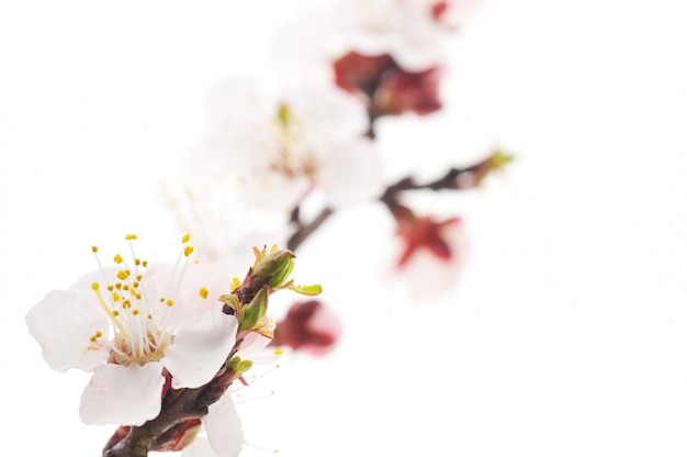 Apricot tree branch with beautiful white flowers