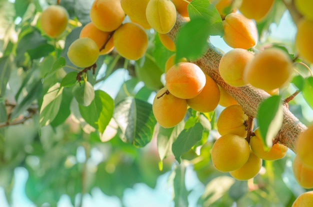 Apricot tree branch with ripe fruits