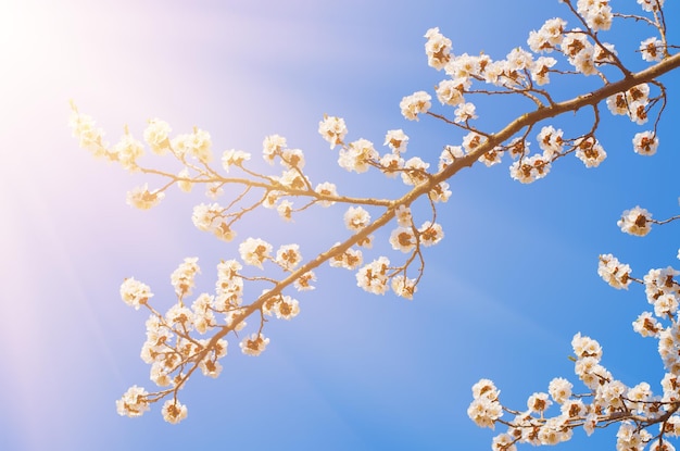 Цветок абрикосового дерева на фоне сезонной цветочной природы голубого неба
