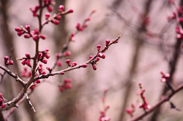 Apricot tree flower seasonal floral nature background