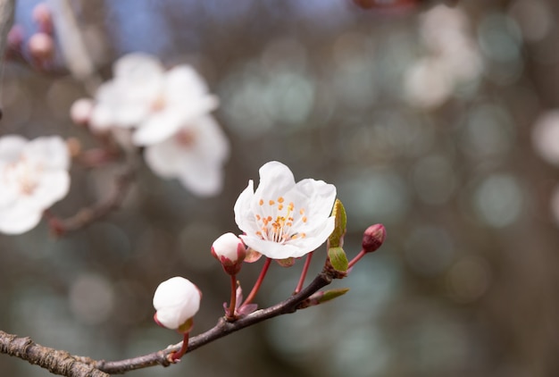 写真 春に咲く芽とアプリコットの木の花