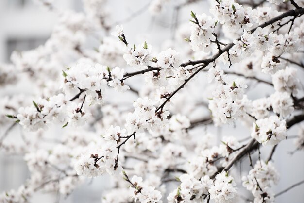 Apricot tree flower with buds blooming at sptingtime, vintage retro floral background, shallow depth of field