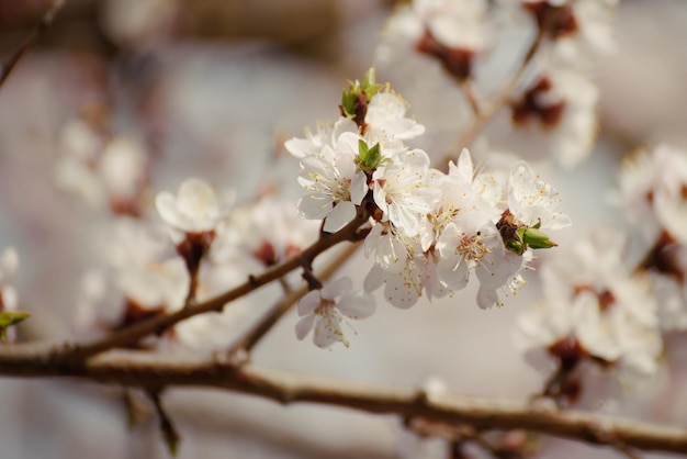 春に咲くつぼみと花、ヴィンテージのレトロな花の背景を持つアプリコットの木の花