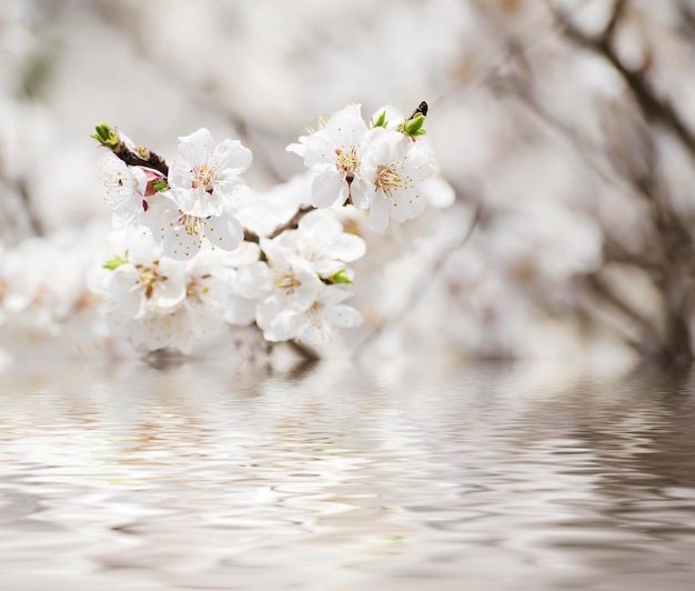 水反射季節の花の自然の背景を持つアプリコットの木の花