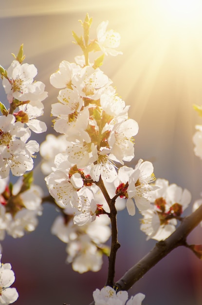 アプリコットの木の花