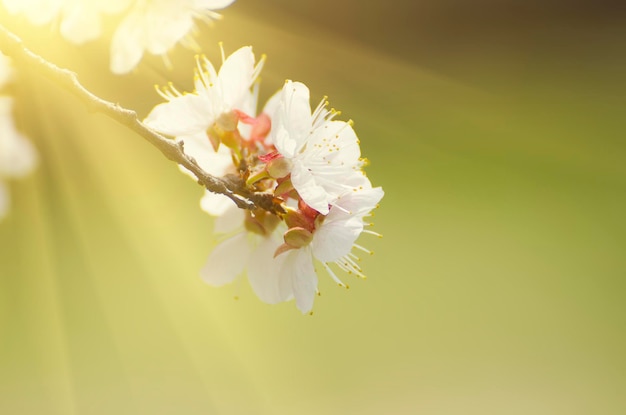 アプリコットの木の花