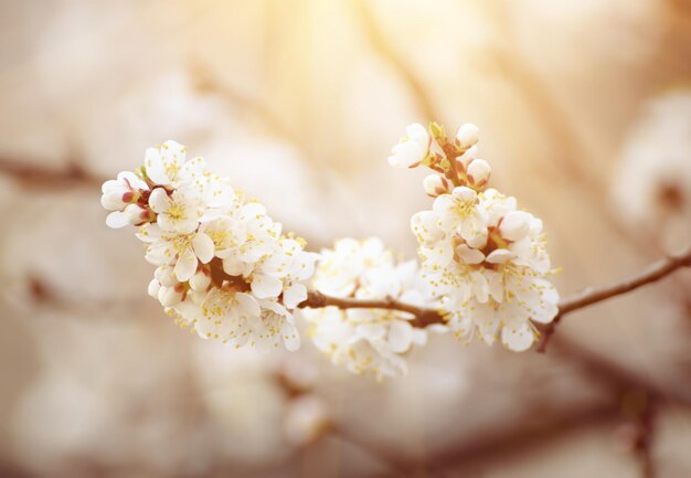 アプリコットの木の花